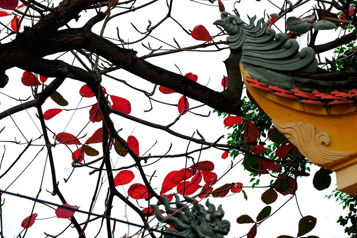 [Photos] Gently beautiful Hai Duong city in leaf-changing season